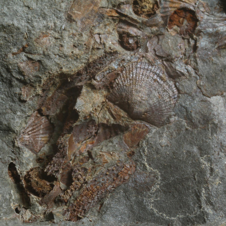 unidentified fossils from central New York