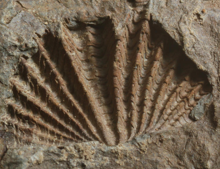 unidentified fossils from central New York