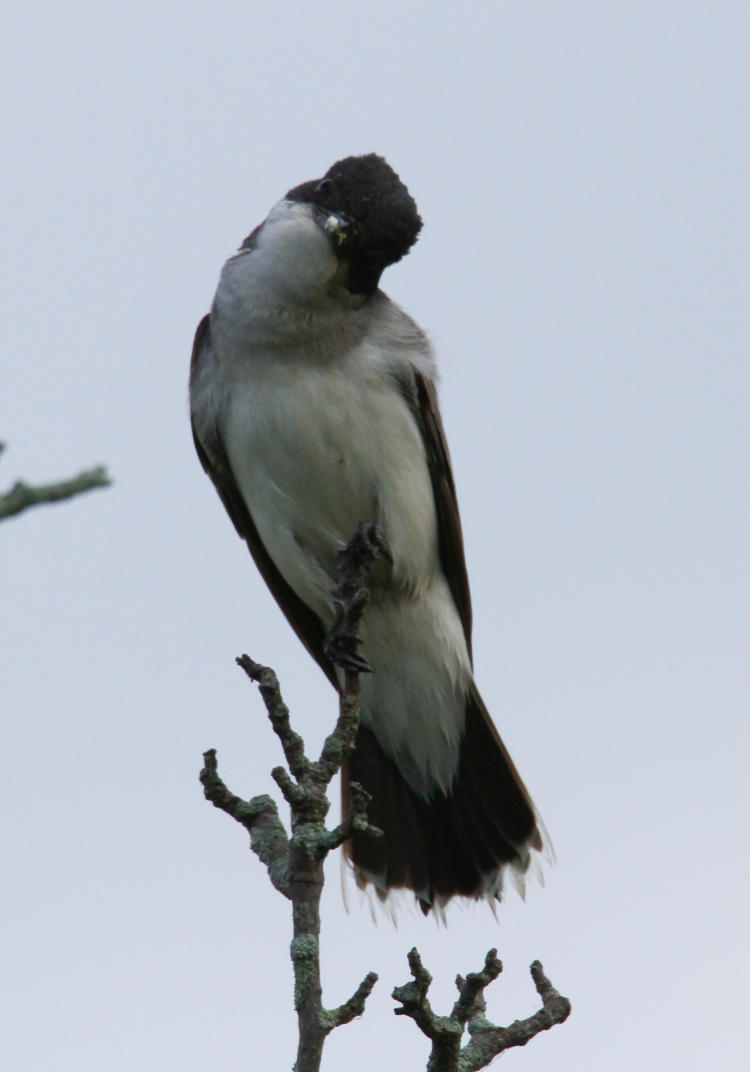 parent eastern kingbird Tyrannus tyrannus examining photographer who's too close to nest