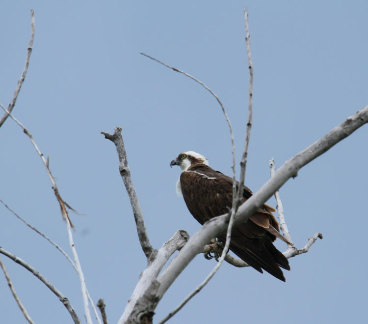 osprey Pandion haliaetus hanging out in dead tree before fierce storm