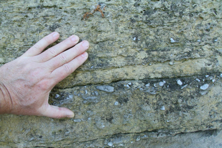 quarried stone showing plethora of fossils, alongside Cayuga Lake, NY