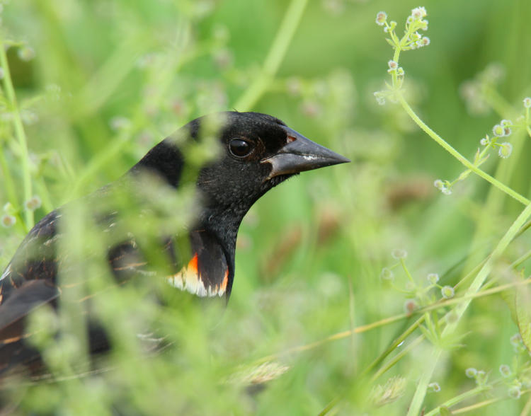 male red-winged blackbird Agelaius phoeniceus profile, Montezuma National Wildlife Refuge, NY