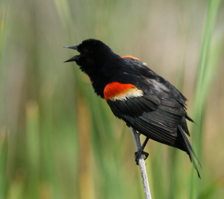 male red-winged blackbird Agelaius phoeniceus calling, Montezuma National Wildlife Refuge, NY