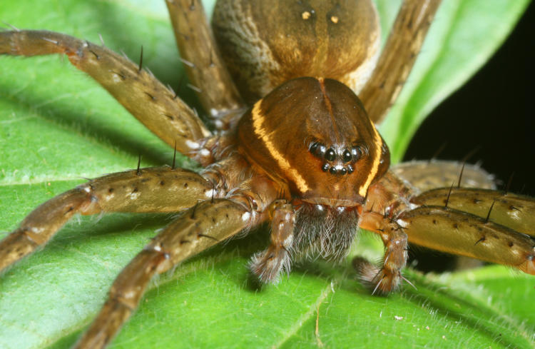 six-spotted fishing spider Dolomedes triton in closeup