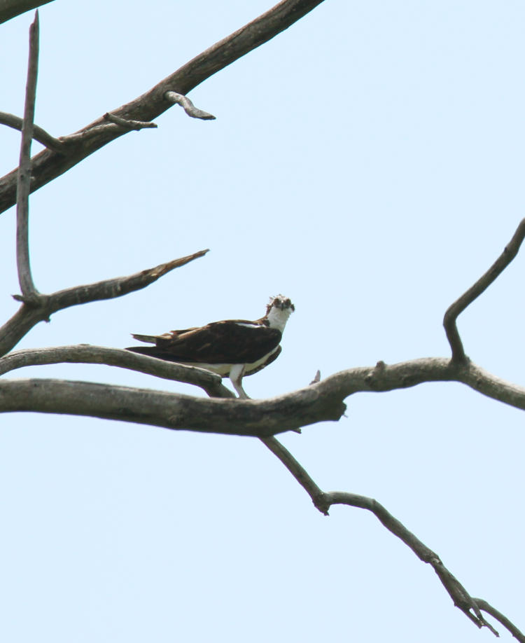 osprey Pandion haliaetus in dead tree appearing to grin stupidly