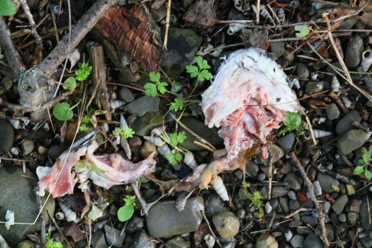 discarded remains of bald eagle meal