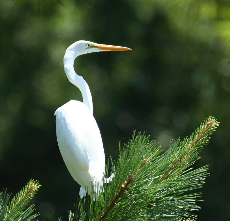 great egret Ardea alba perched in damnable longneedle pine tree