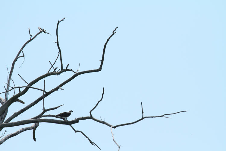 osprey Pandion haliaetus perched in fartsy dead tree