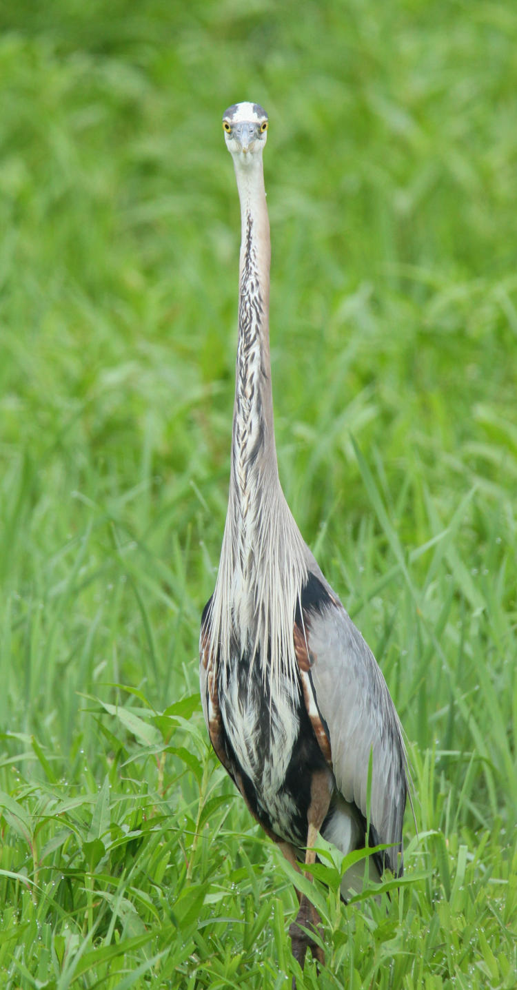 great blue heron Ardea herodias standing very tall and thin, Montezuma National Wildlife Refuge, NY