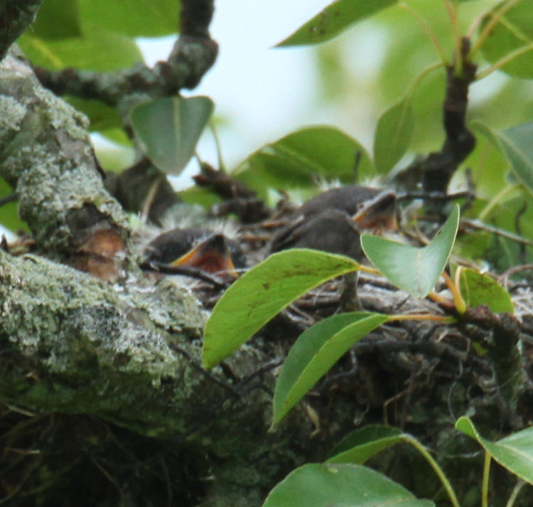 closer look at nestling eastern kingbird Tyrannus tyrannus
