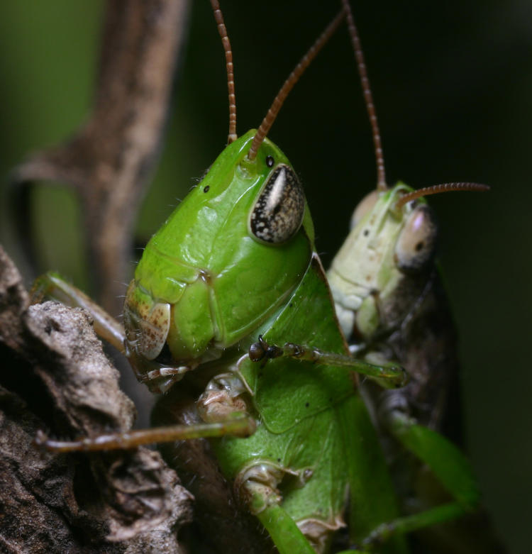 unidentified mating grasshoppers possibly Orphulella Zlatina and Wyeduck