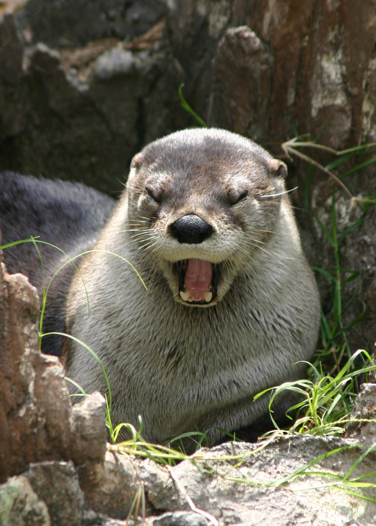 North American river otter Lontra canadensis Dasarath obviously amused