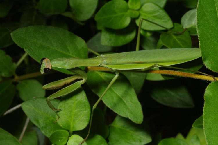 newly adult Chinese mantis Tenodera sinensis on vinca minor