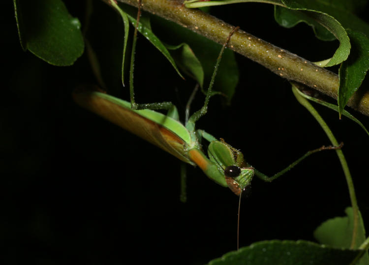 newly adult Chinese mantis Tenodera sinensis underneath sapling