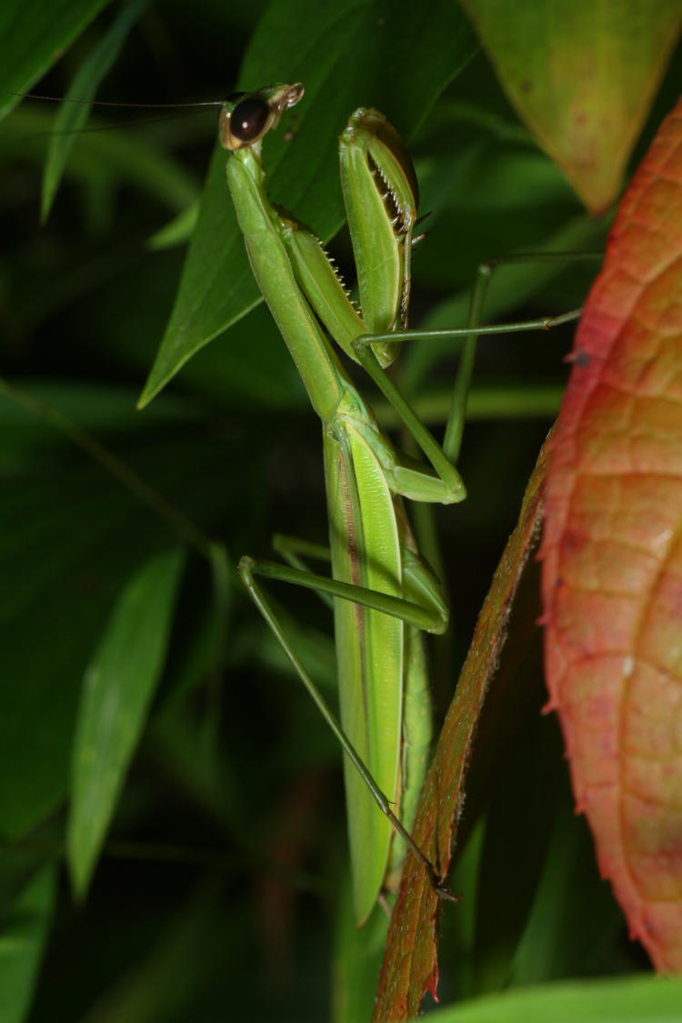 Chinese mantis Tenodera sinensis matching appearance of video subject