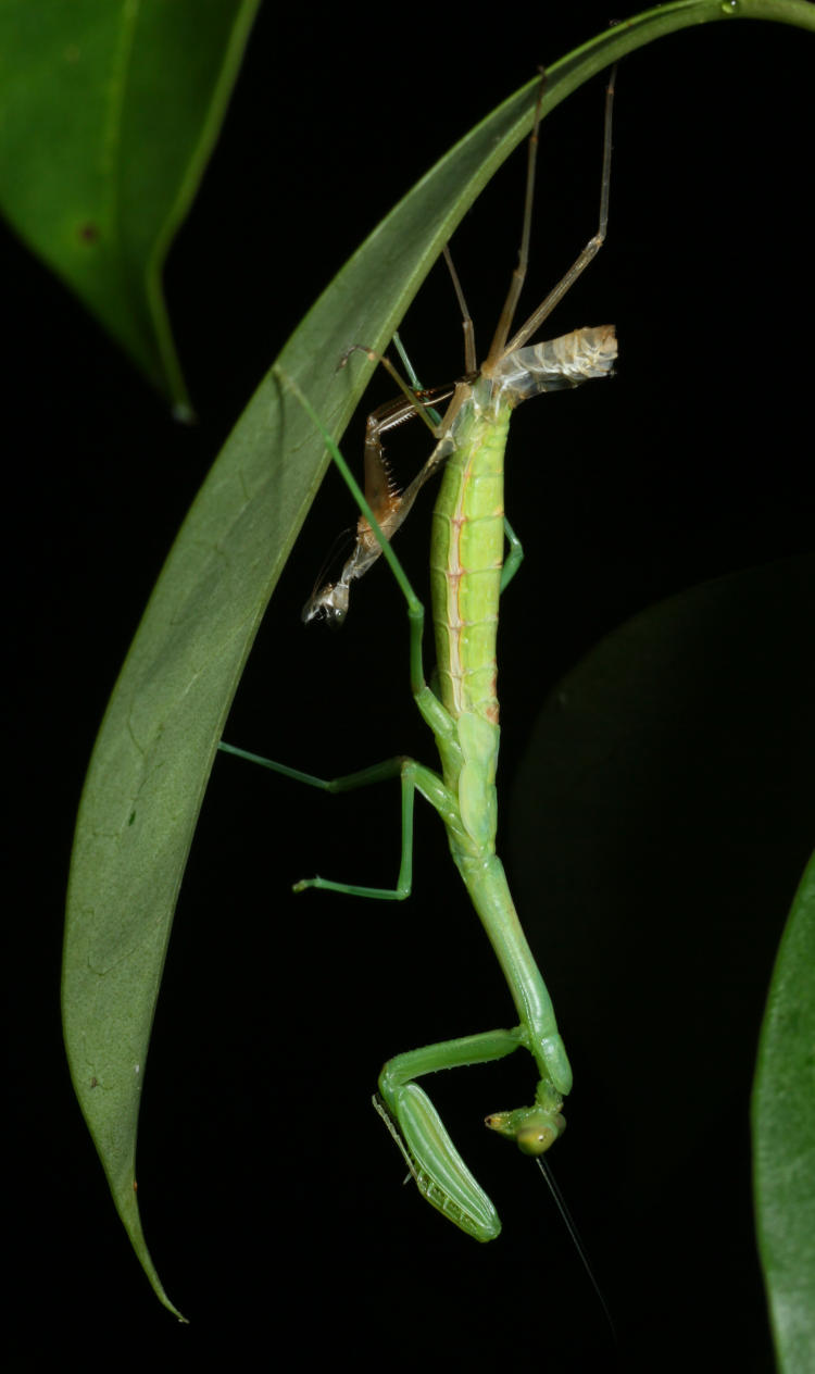 Carolina mantis Stagmomantis carolina in middle of molt