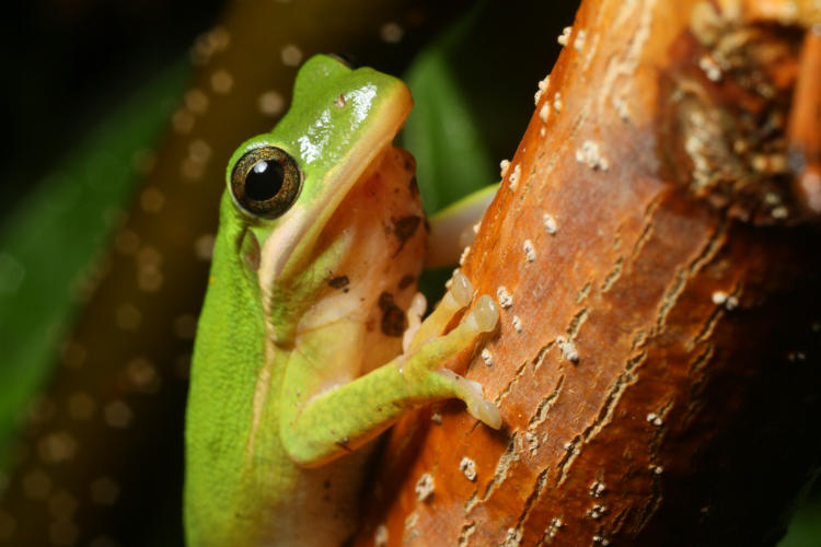 adult green treefrog Hyla cinerea on sapling