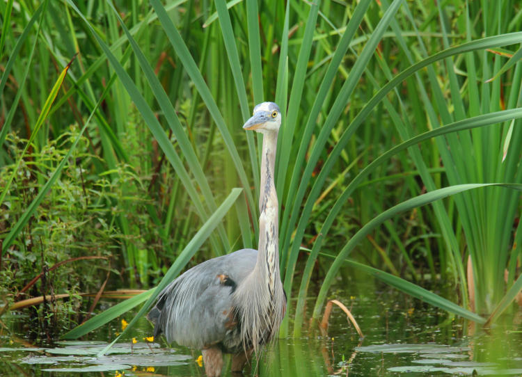 great blue heron Ardea herodias in front of spray of marsh reeds