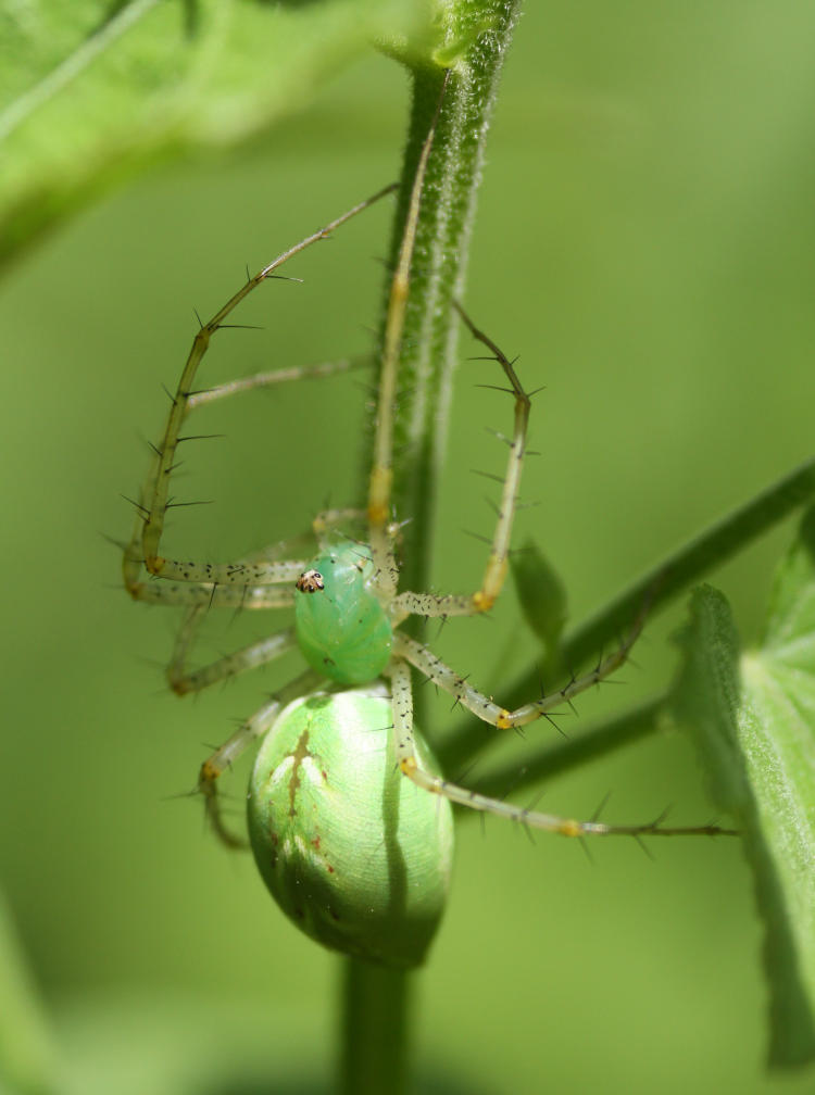 swollen female green lynx spider Peucetia viridans not long from making egg case