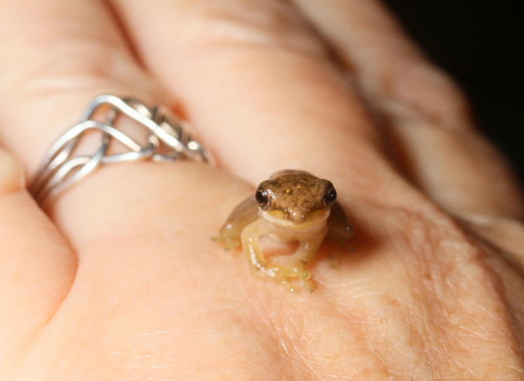 juvenile green treefrog Hyla cinerea coaxed onto The Girlfriend's hand for another scale shot