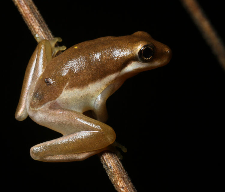 bronze juvenile green treefrog Hyla cinerea preparing to leap