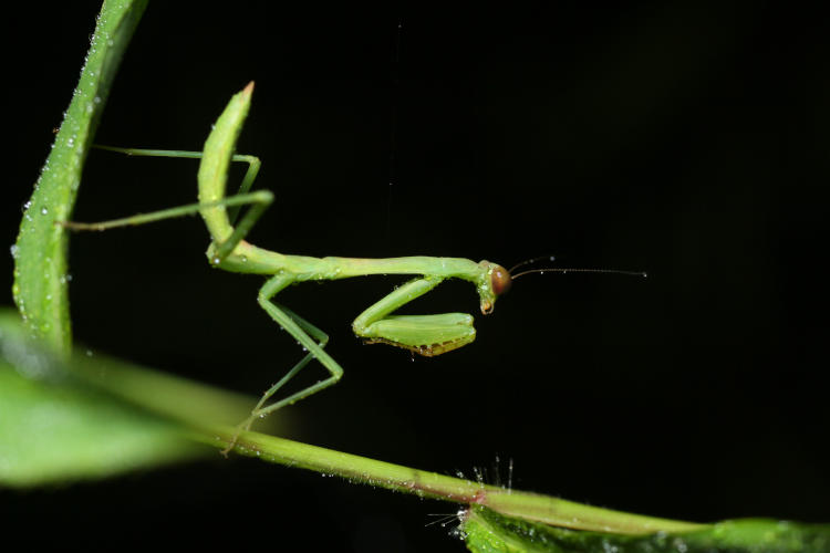 still juvenile Carolina mantis Stagmomantis carolina perched under weed