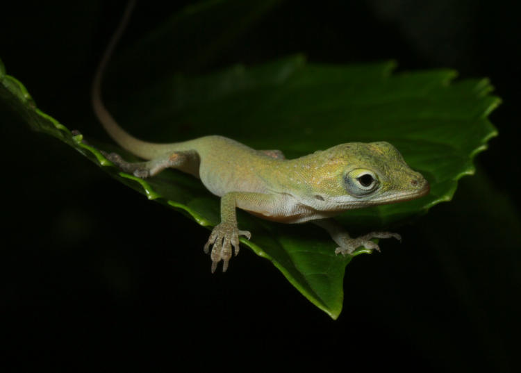 tiny juvenile Carolina anole Anolis carolinensis providing a lovely pose