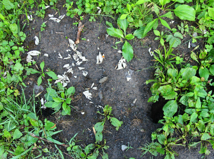 collection of turtle shells and two holes within Montezuma National Wildlife Refuge, New York