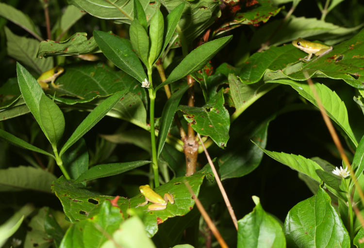 three juvenile green treefrogs Hyla cinerea in close proximity