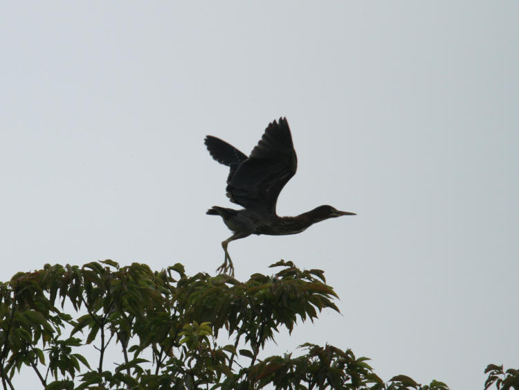 green heron Butorides virescens taking flight