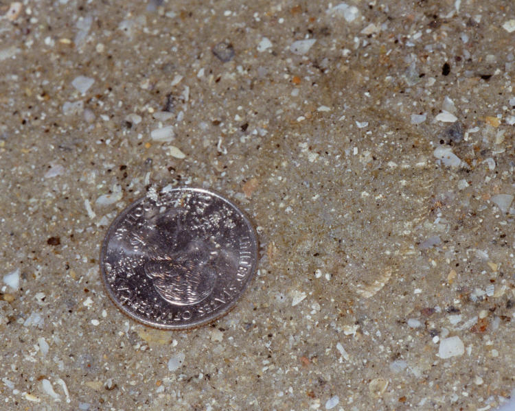 very small flounder hiding in sand