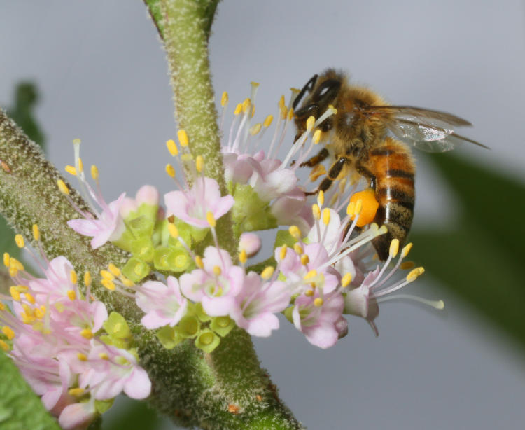 European honeybee Apis mellifera on unidentified pale pink flowers