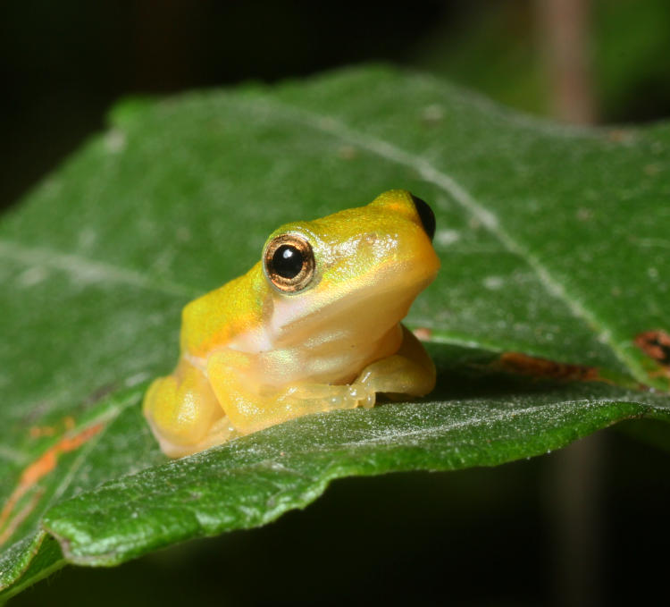 lone juvenile green treefrog Hyla cinerea looking unconvincingly earnest