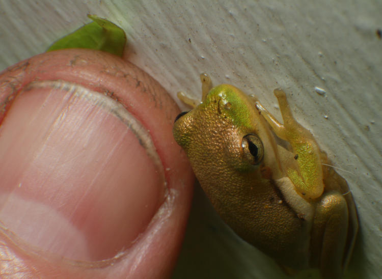 juvenile green treefrog Hyla cinerea shown next to photographer's thumbnail