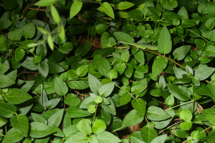 newly adult Chinese mantis Tenodera sinensis among vinca minor leaves