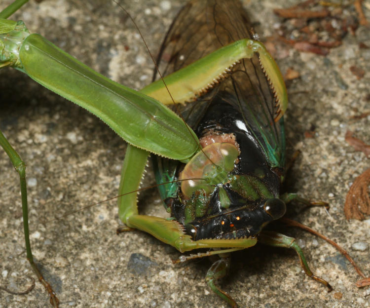 Chinese mantis Tenodera sinensis with head buried within body cavity of still-living annual cicada Neotibicen