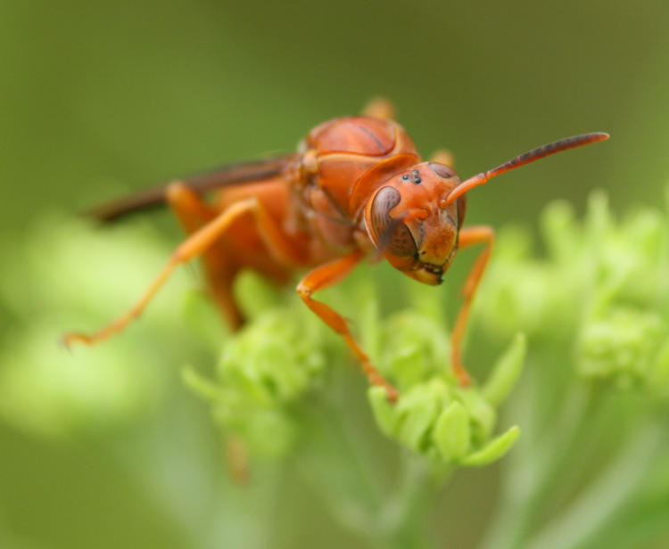 umbrella paper wasp either Polistes carolina or Polistes rubiginosus showing myriad false pupils