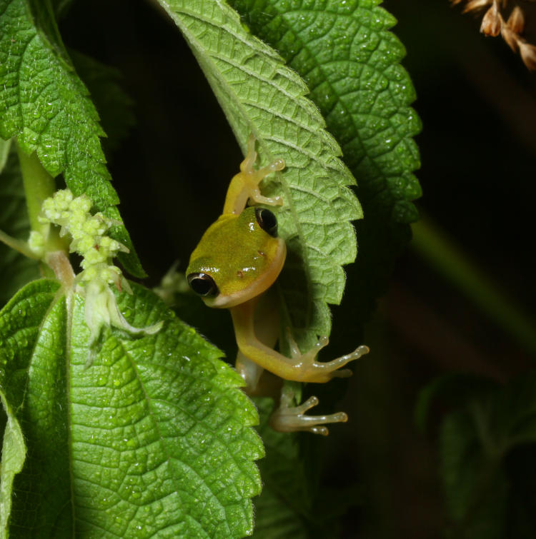 same juvenile green treefrog Hyla cinerea seen from other side