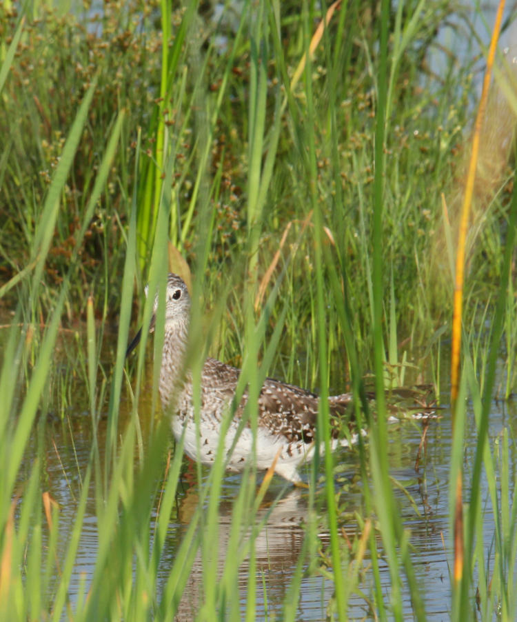 willet Tringa semipalmata deep in reeds within Montezuma National Wildlife Refuge, New York