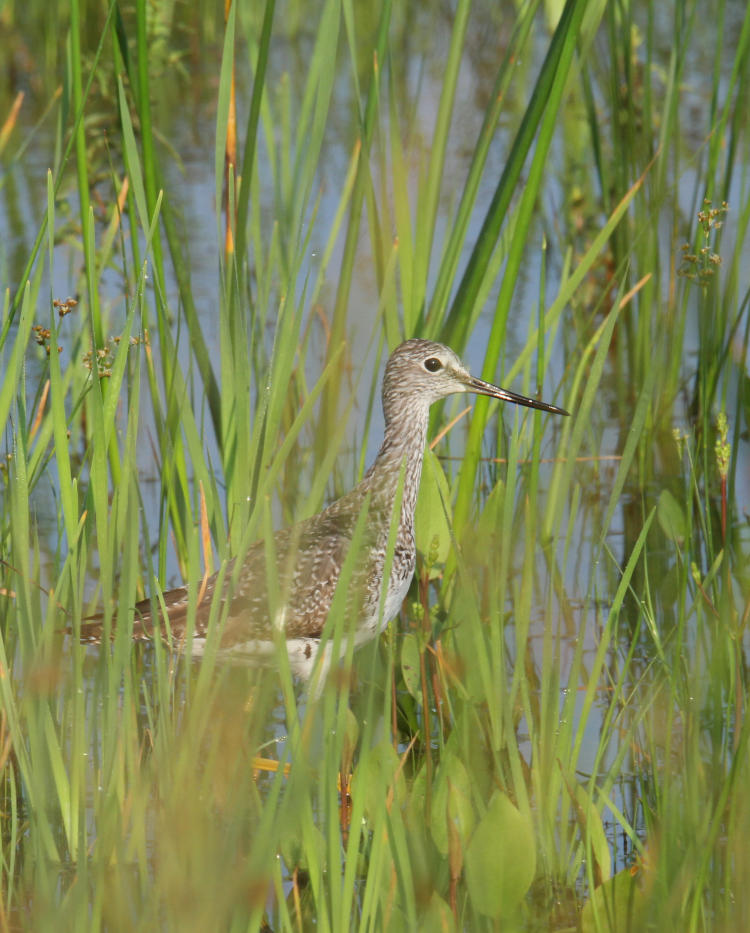 willet Tringa semipalmata within reeds, Montezuma National Wildlife Refuge, New York