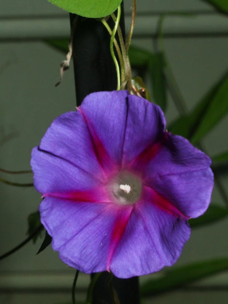 morning glory Convolvulaceae blossom that definitely does not have a juvenile green treefrog Hyla cinerea peeking from behind