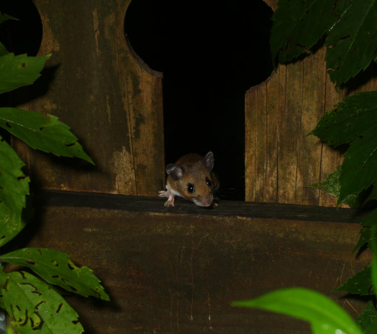 likely deer mouse Peromyscus maniculatus perched on fence