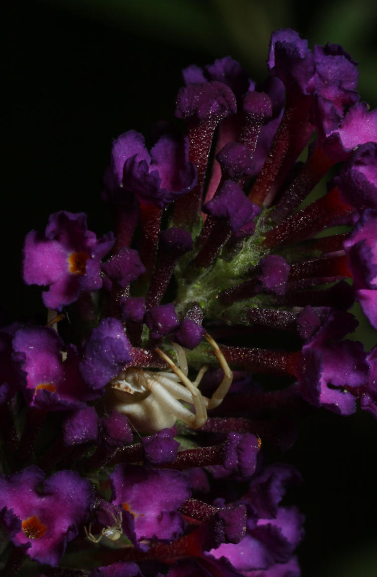 possibly white-banded crab spider Misumenoides formosipes within blossoms of butterfly bush Buddleia davidii