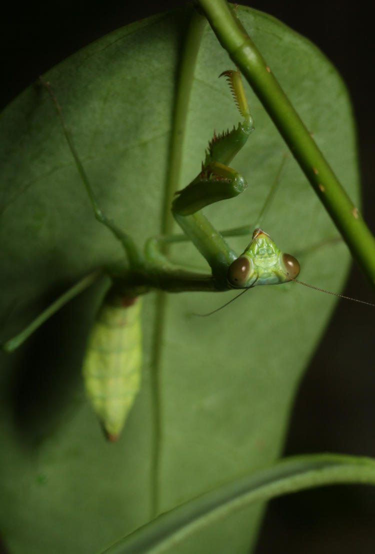 juvenile Carolina mantis Stagmomantis carolina posed underneath leaf