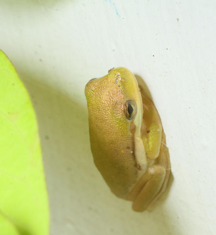 juvenile green treefrog Hyla cinerea on front porch