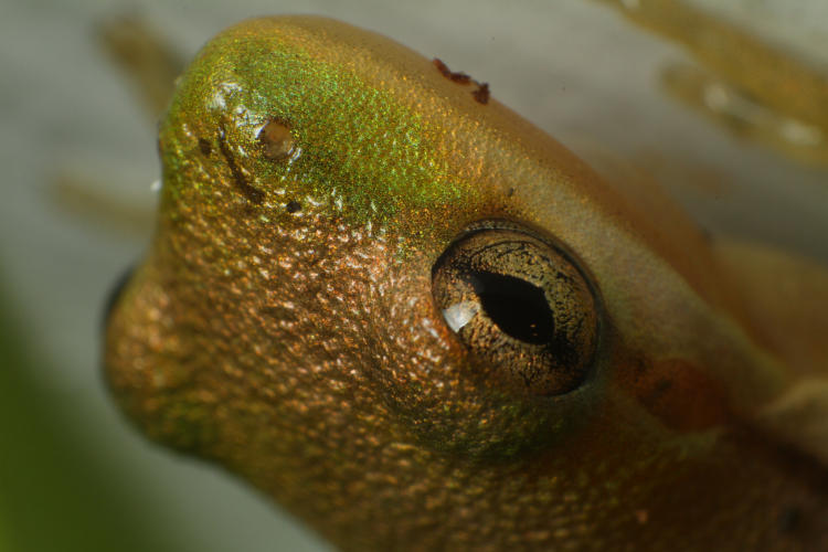 juvenile green treefrog Hyla cinerea in extreme closeup