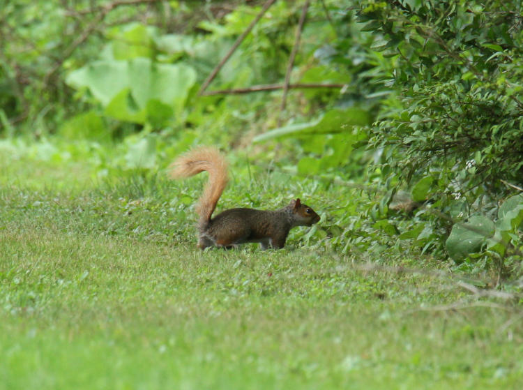 eastern gray squirrel Sciurus carolinensis with red-blonde tail
