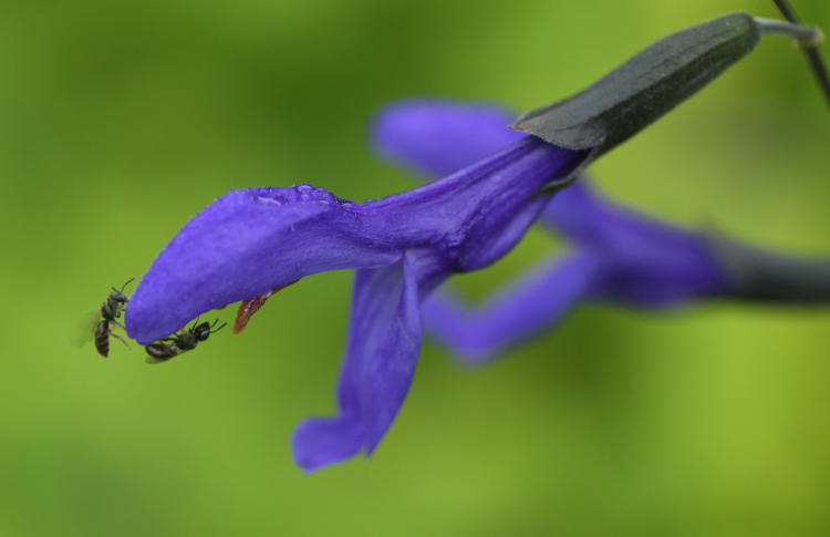 likely gentian sage Salvia patens with unidentified sweat bees