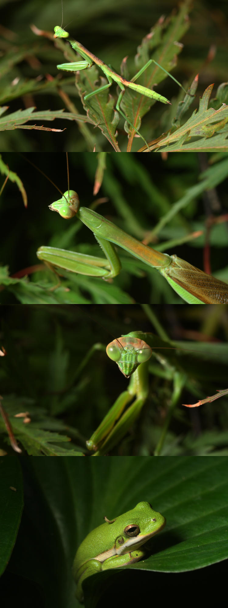 Carolina mantis Stagmomantis carolina Chinese mantis Tenodera sinensis and green treefrog Hyla cinerea all in same scale