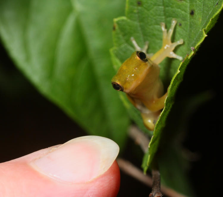 juvenile green treefrog Hyla cinerea with finger for scale